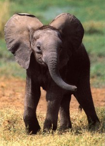 elephant 217x300 Ecotourism