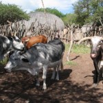 1.1206606600.zulu cattle 150x150 Ecotourism at work