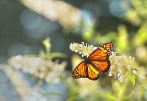 monarch butterflyjpg f868c412a5294fae large 300x208 Envir2