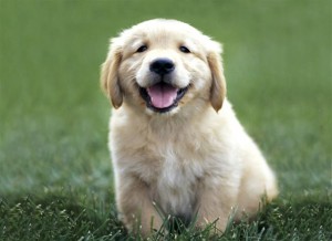 GoldenRetrieverPuppy11 300x218 Only the best organic pet food for Muffy