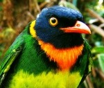 Orange breastedfruiteater 150x127 A sustainable rainforest reserve in South America