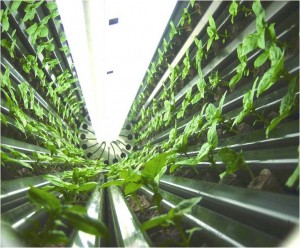 picture1 300x248 Betting on the vertical farm