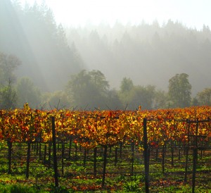 vines sonoma 300x274 Solar power sustains winemaking operations