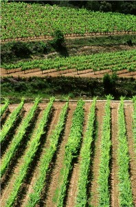 AiN vineyard 198x300 USDA Seeding Organic Producers
