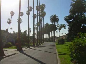 Palm Trees in San Jose California 22 300x225 SunPower City Alliance Offers Solar In San Jose 