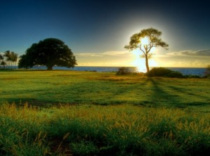 tree of light wallpaper landscape nature wallpaper 1210 300x224 US To Become The Worlds Largest Solar Market 