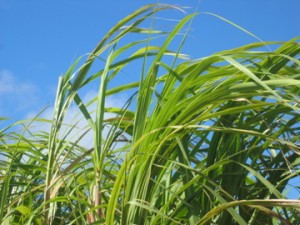Barbados Sugar Cane 300x225 Sugarcane to Supply Rio Buses with Renewable Energy