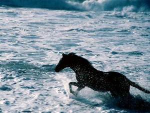Horse Beach Runner California Coast1 300x225 Neptune Wave Strides Harness Deal With Oregon State 