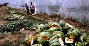 Chinas Exploding Watermelons 300x157 Canadian Solar To Sponsor German Soccer Clubs 