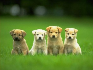 4 cute puppies 300x225 Solar Adding Green Jobs Says US Labor Secretary 