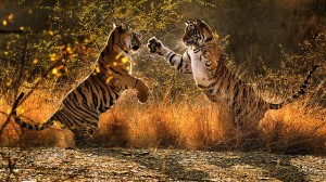 Tiger+called+broken+tail 1 300x168 PBS Wins Environmental Wildlife Film Festival
