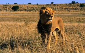 lions+hunting+safaris+in+the+world++attacks+endangered+animal+species+protection+and+conservation+protection+in+Africa+Kenya+South+Africa+save+the+beautiful+dangerous+animals+attacks+pictures 300x187 Kenya Using Ecotourism To Save Lions