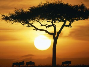 Blue Wildebeests at Sunrise Masai Mara Kenya 300x225 The World Is Going Solar