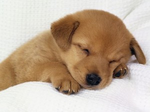 cute dog2 300x225 ORGANIC