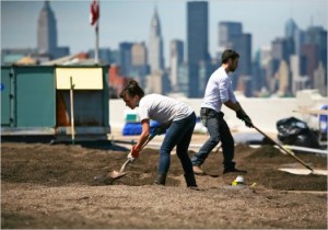 Urban Agriculture Rooftop Farm In New York Building 300x210 URBAN FARMING