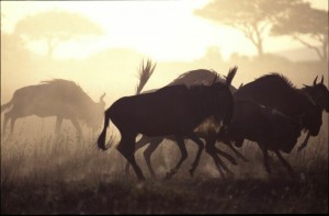 serengeti national park 300x197 An eco travel road through the Serengeti