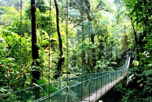 hanging bridge 300x201 Costa Rica an environmental bridge to the future