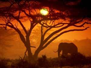 amboseli national park kenya picture 300x225 Solar Technology Lifts Energy Options In Rural Kenya