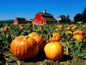 faulknerfarmsantapaulacalifornia 300x225 Solar Powered Farming Takes Root With Cali Growers 