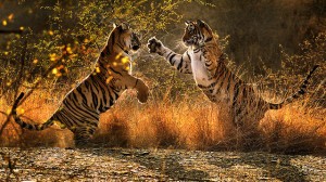 Tiger+called+broken+tail 1 2 300x168 Politicians Helping U.S. Lose Global Renewable Energy War