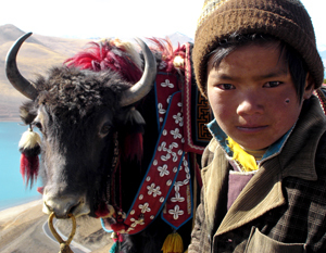 3Tibet AAA Recycling Batteries Planting Trees For Earthday