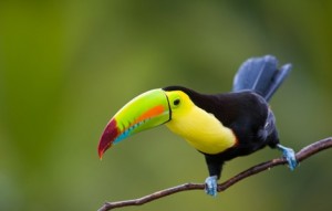 bird watching costa rica 300x191 Costa Rica Hosts Sustainable Agricultural Forum