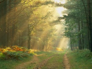 germany sun rays 1 300x225 Solar Power in Germany Increases 40 Percent